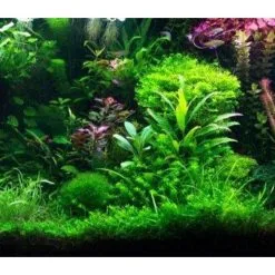 Aqua-Daho Aquarienpflanzen Set Für 160 - 200 Liter Becken